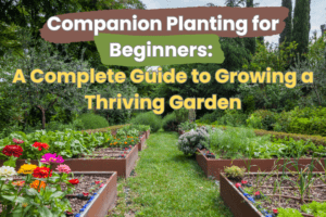 Companion Planting for Beginners: A Complete Guide to Growing a Thriving Garden