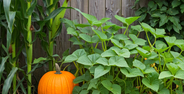 The Three Sisters gardening method with corn, beans, and squash