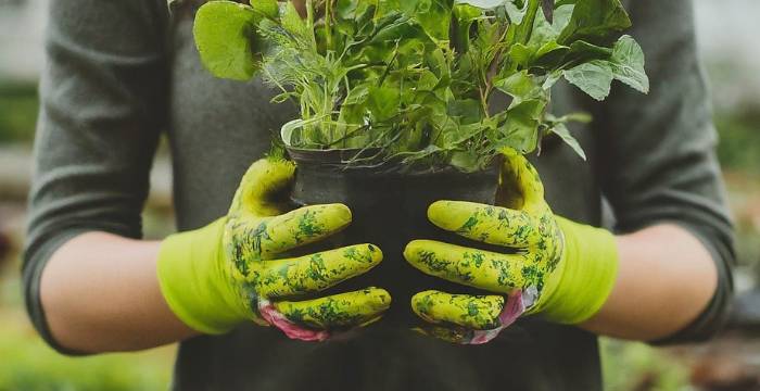 garden gloves