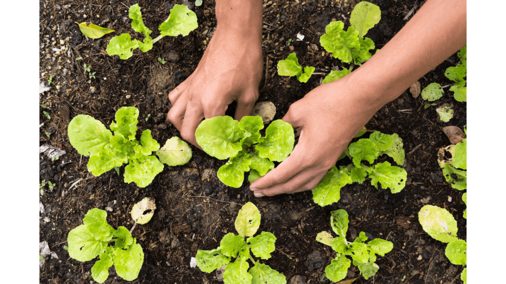 Plant Your Garden