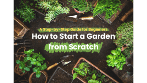 How to Start a Garden from Scratch: A Step-by-Step Guide for Beginners